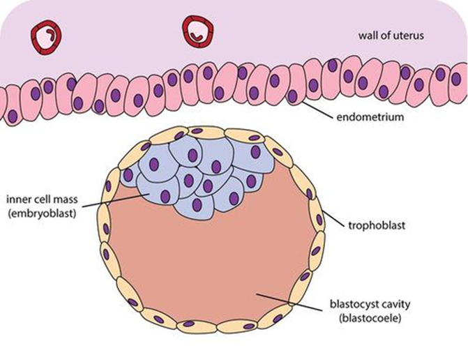GATJC Fertility Center 30 iqonic-blog